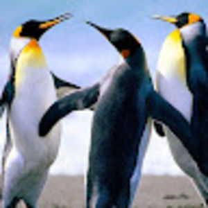 Meet your Posher, Jackson